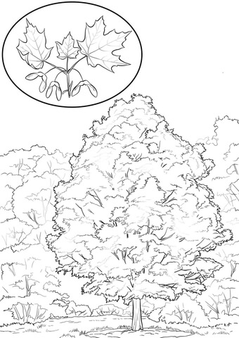 Sugar Maple Coloring Page